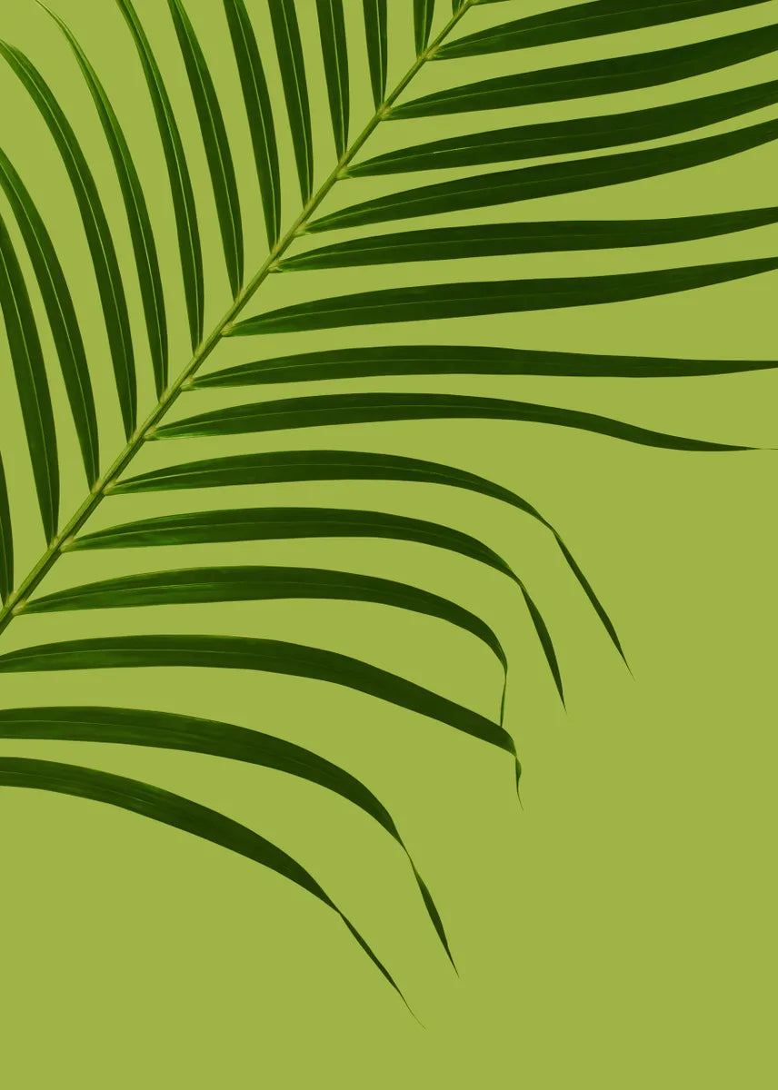 Areca Palm