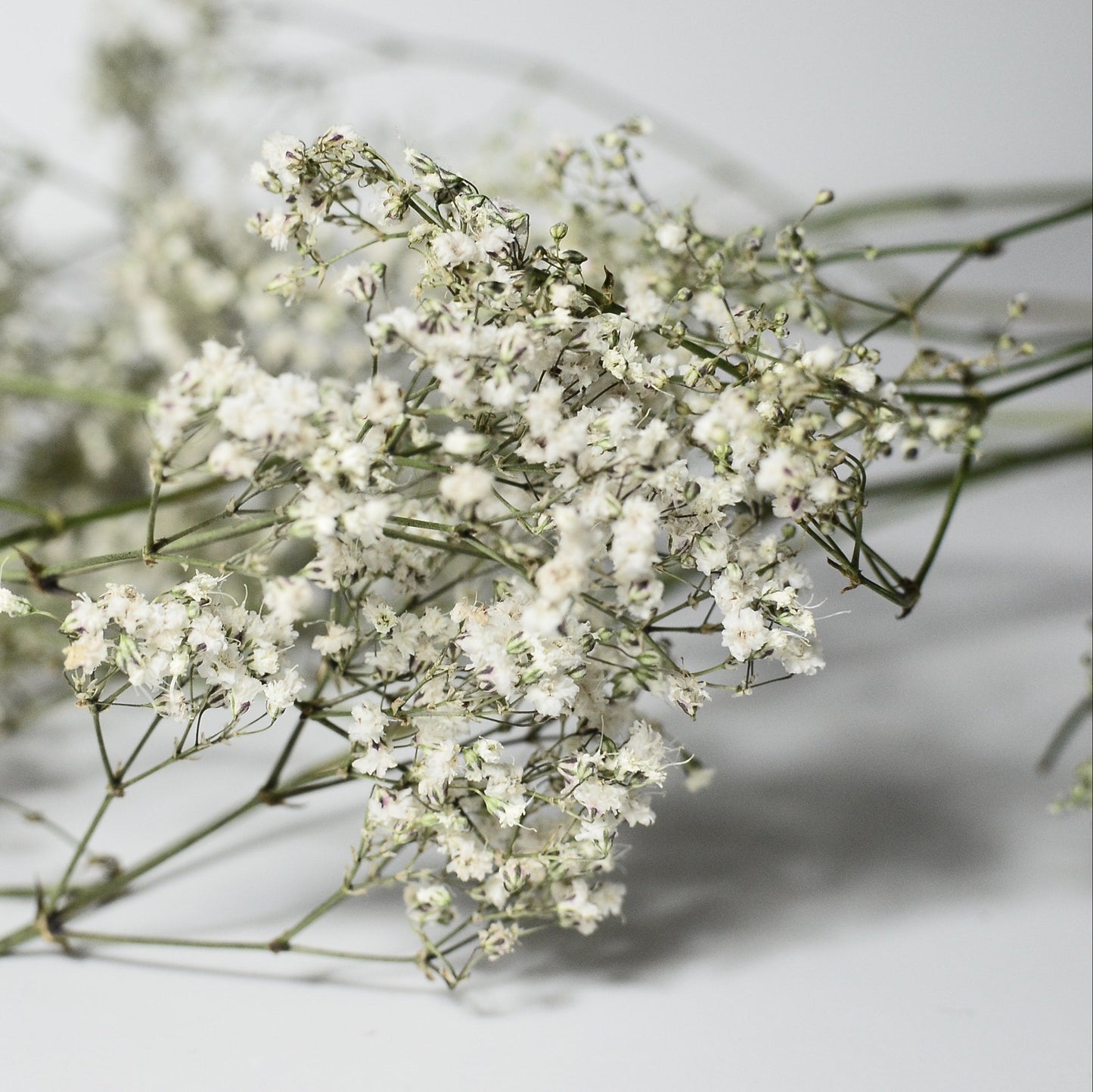 Baby's Breath