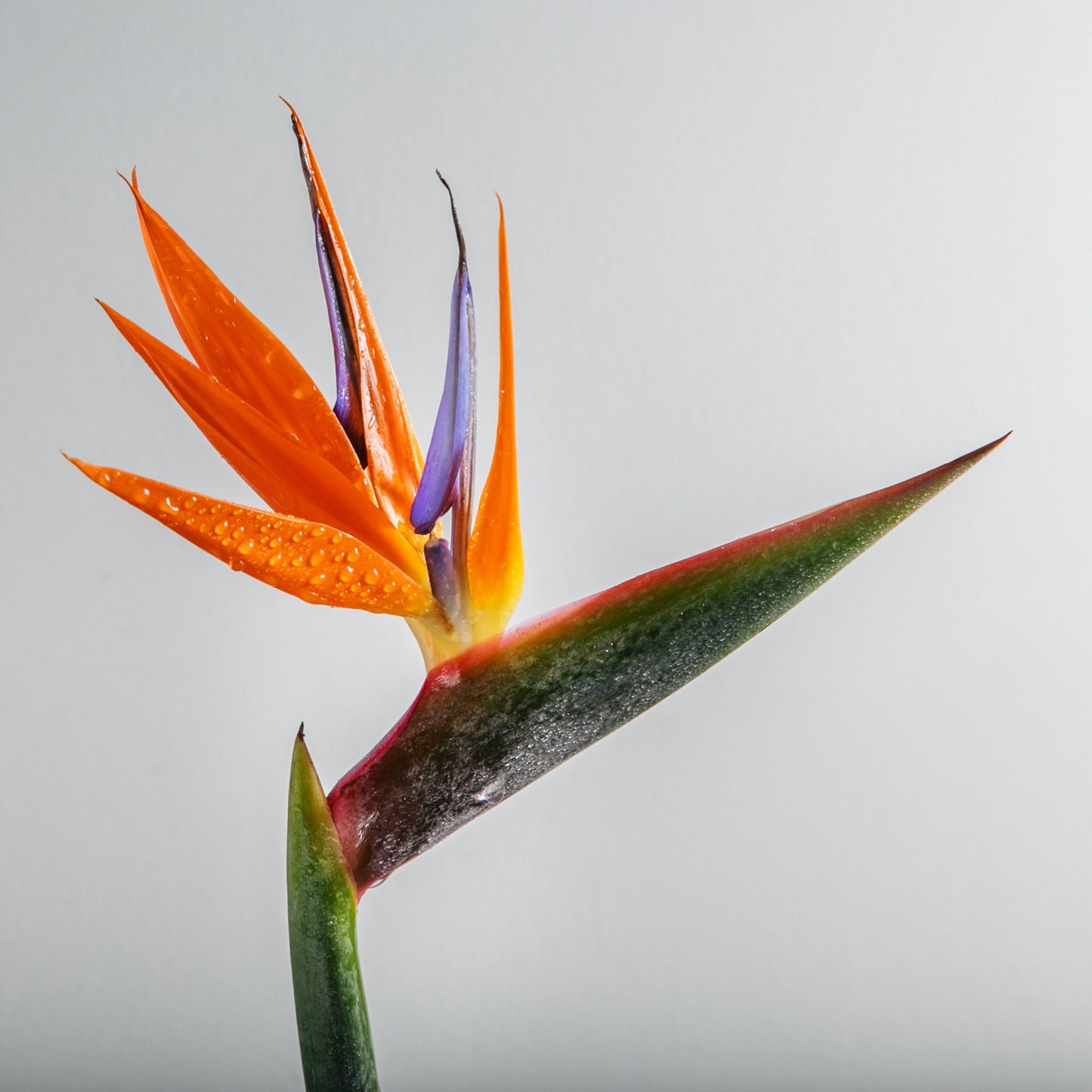 Bird Paradise