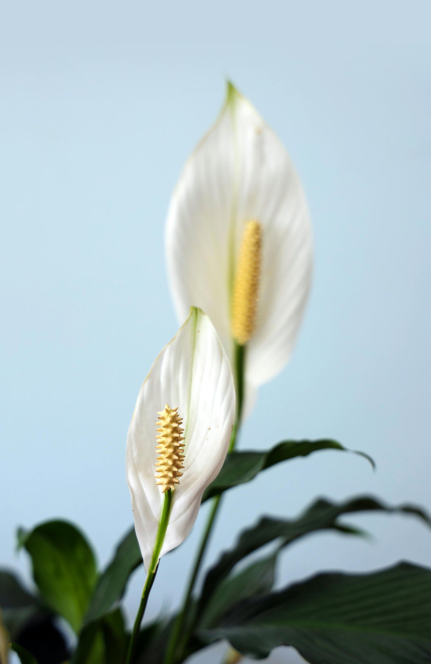 Spathiphyllum (Cuna De Moisés)