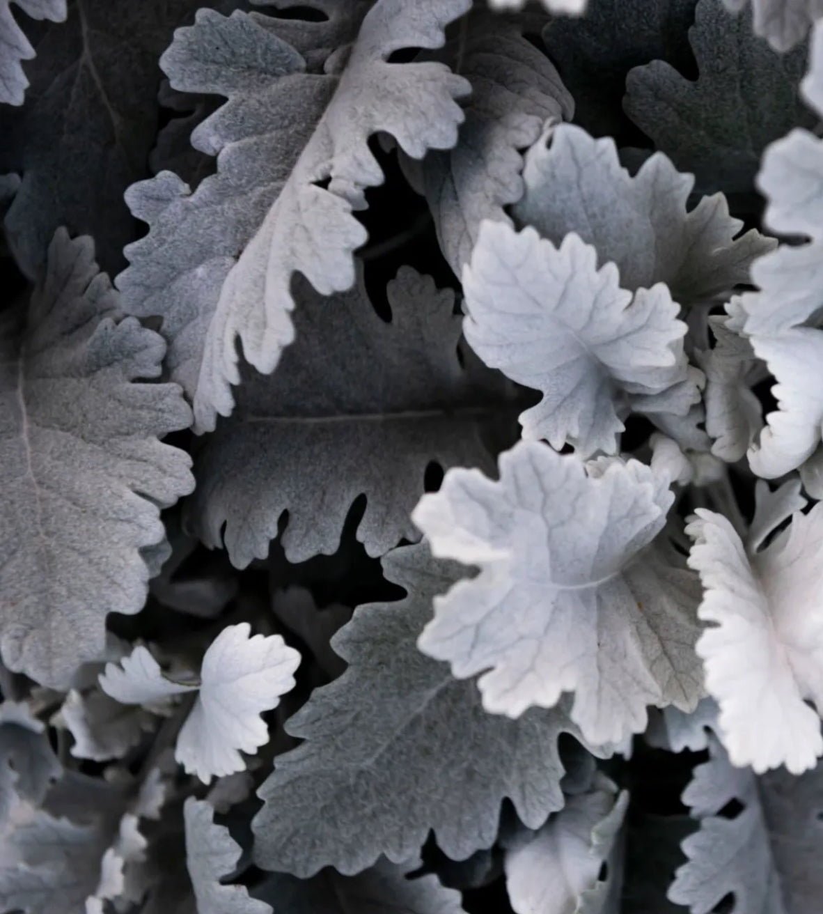 DUSTY MILLER FOLIAGE