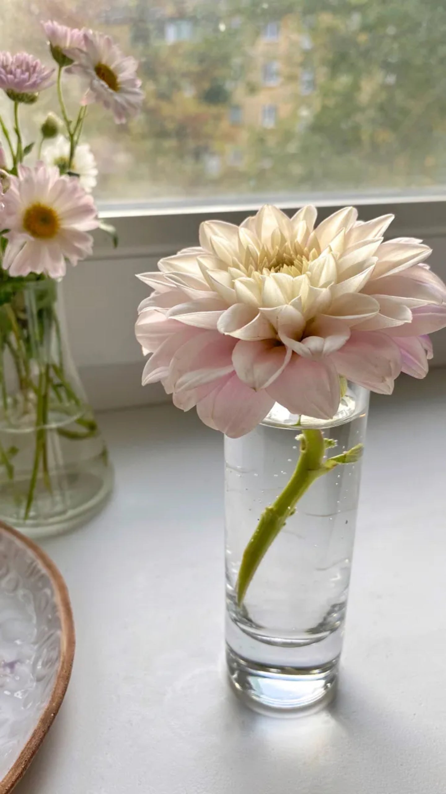 Dahlias
