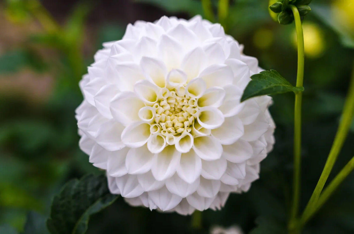 Dahlias