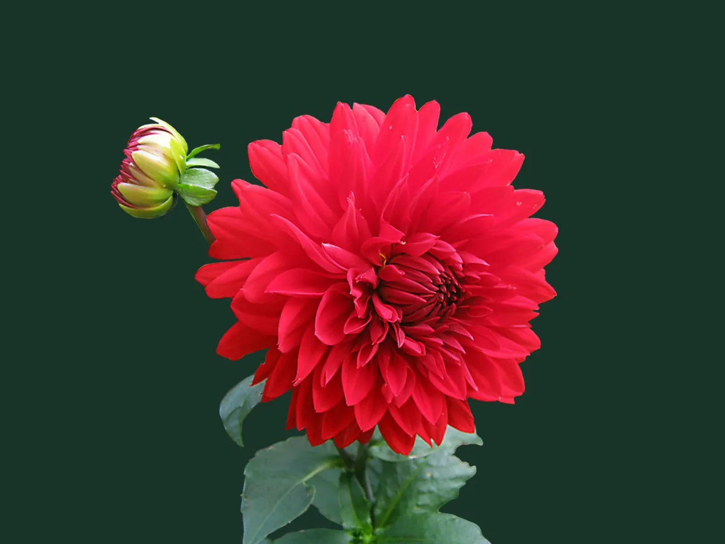 Dahlias