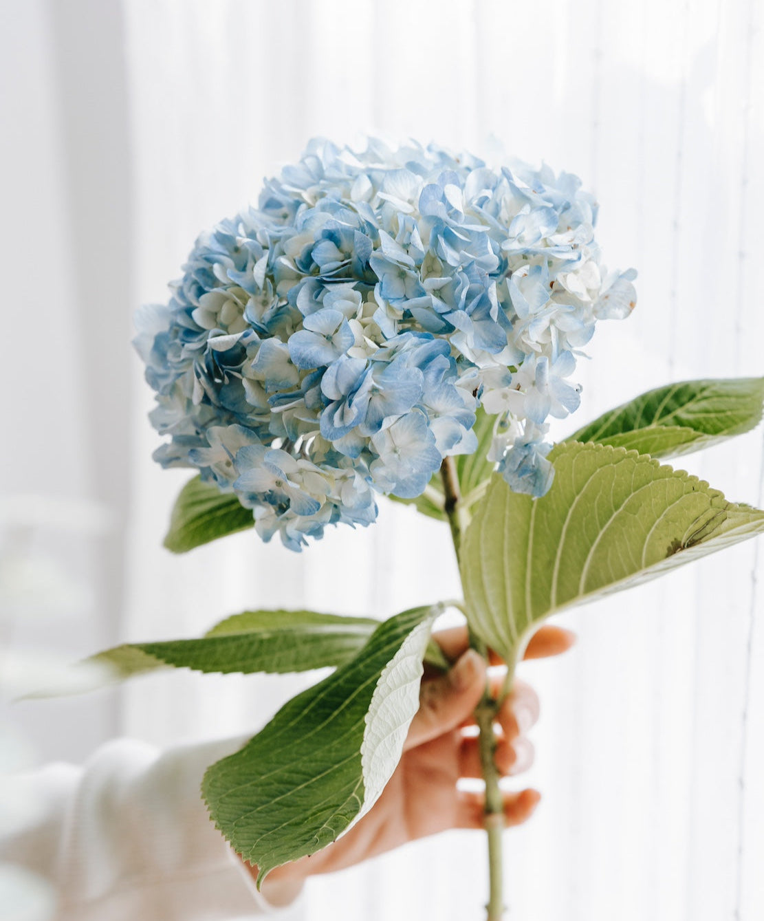 Hydrangeas