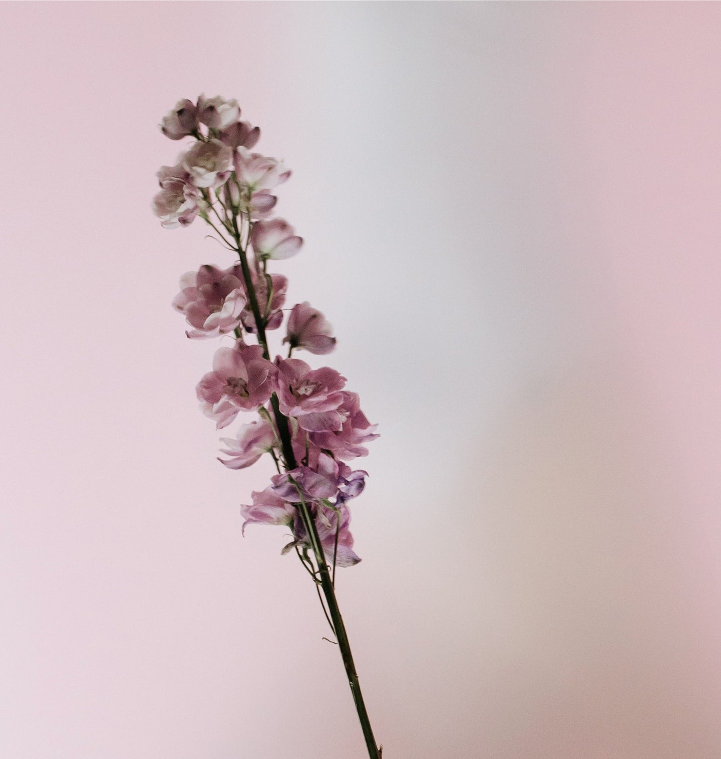 Delphinum