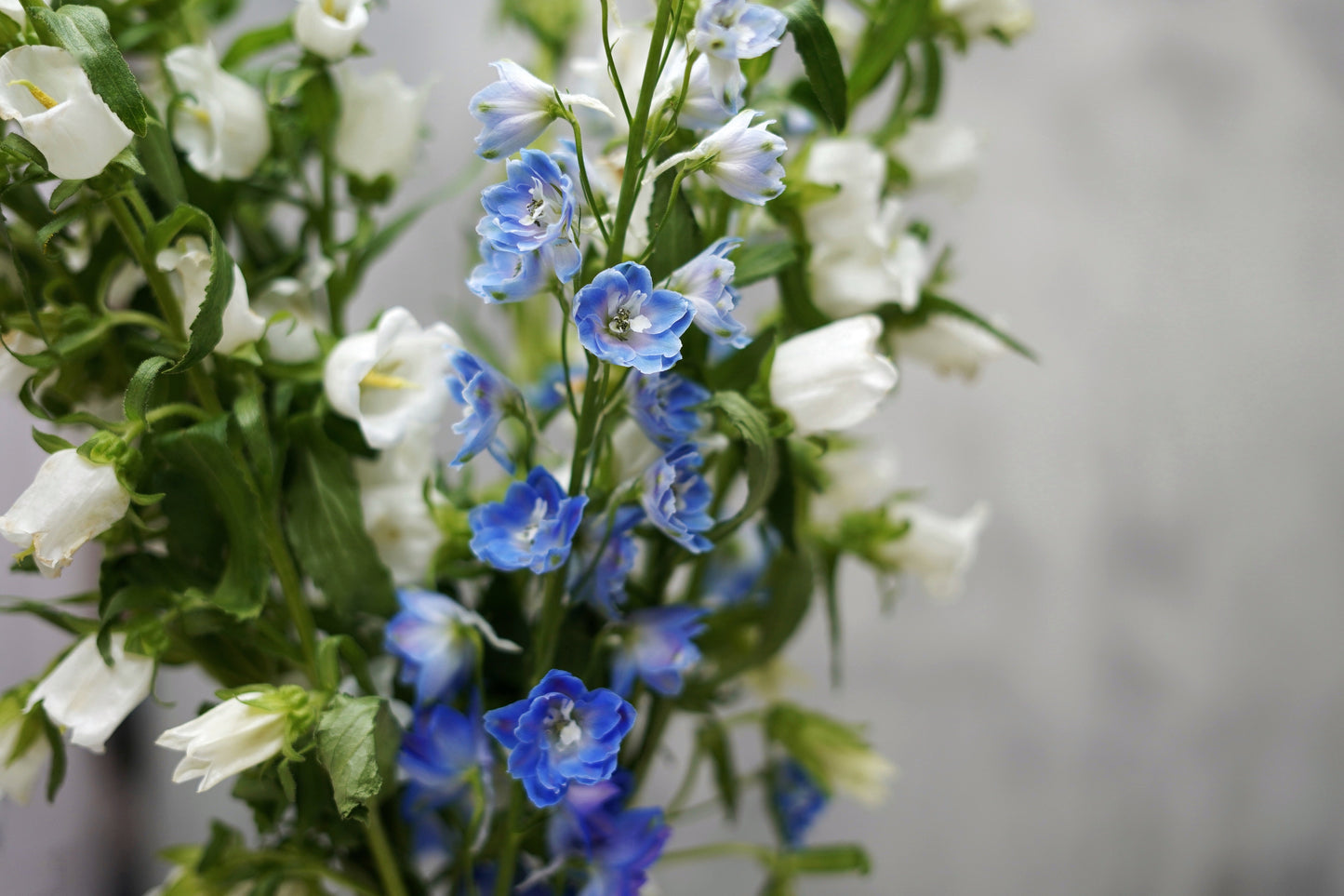 Delphinum