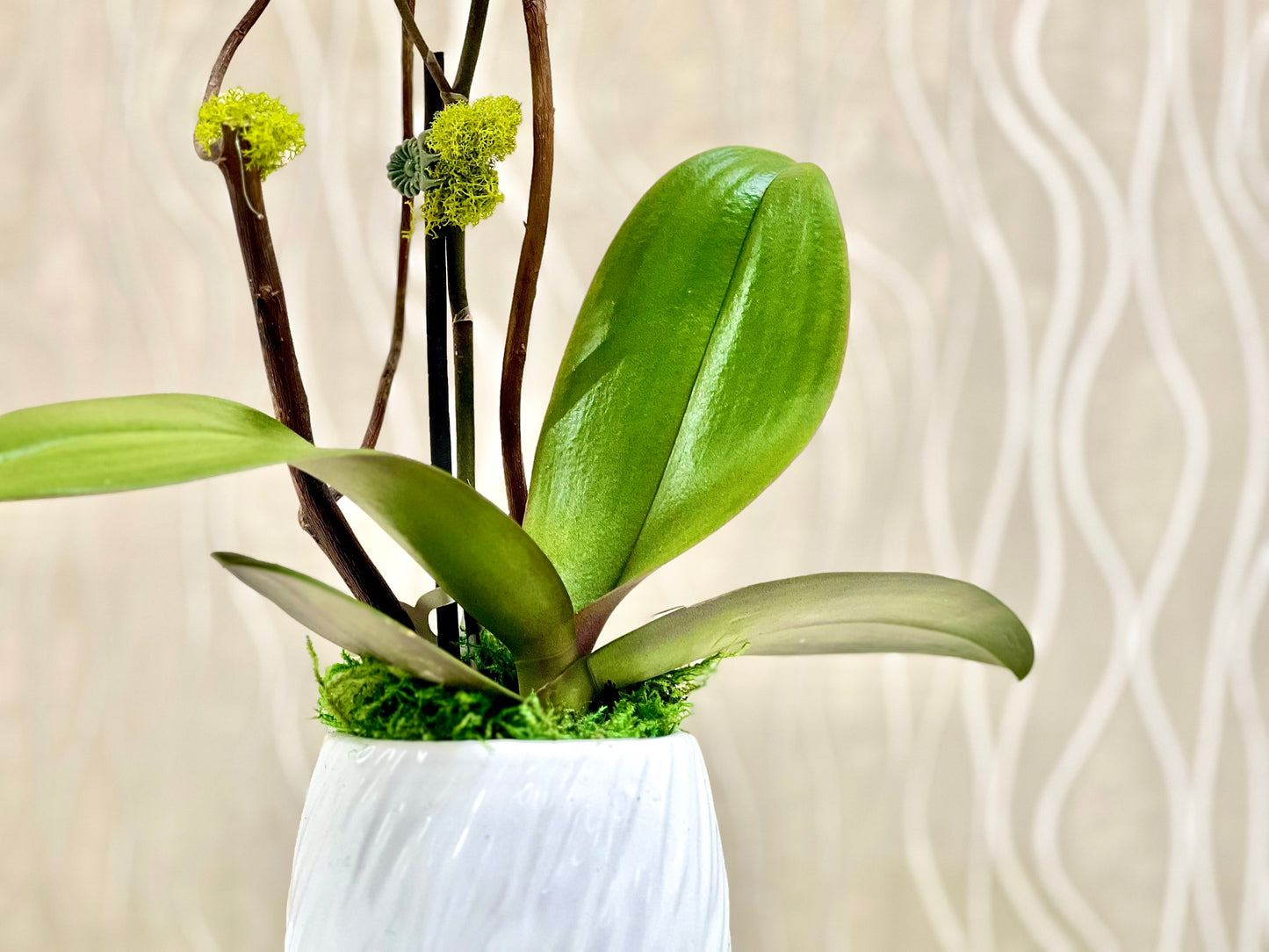 Petite Purple Orchid