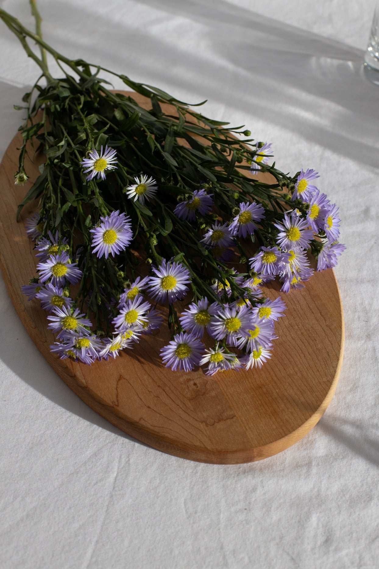 Aster
