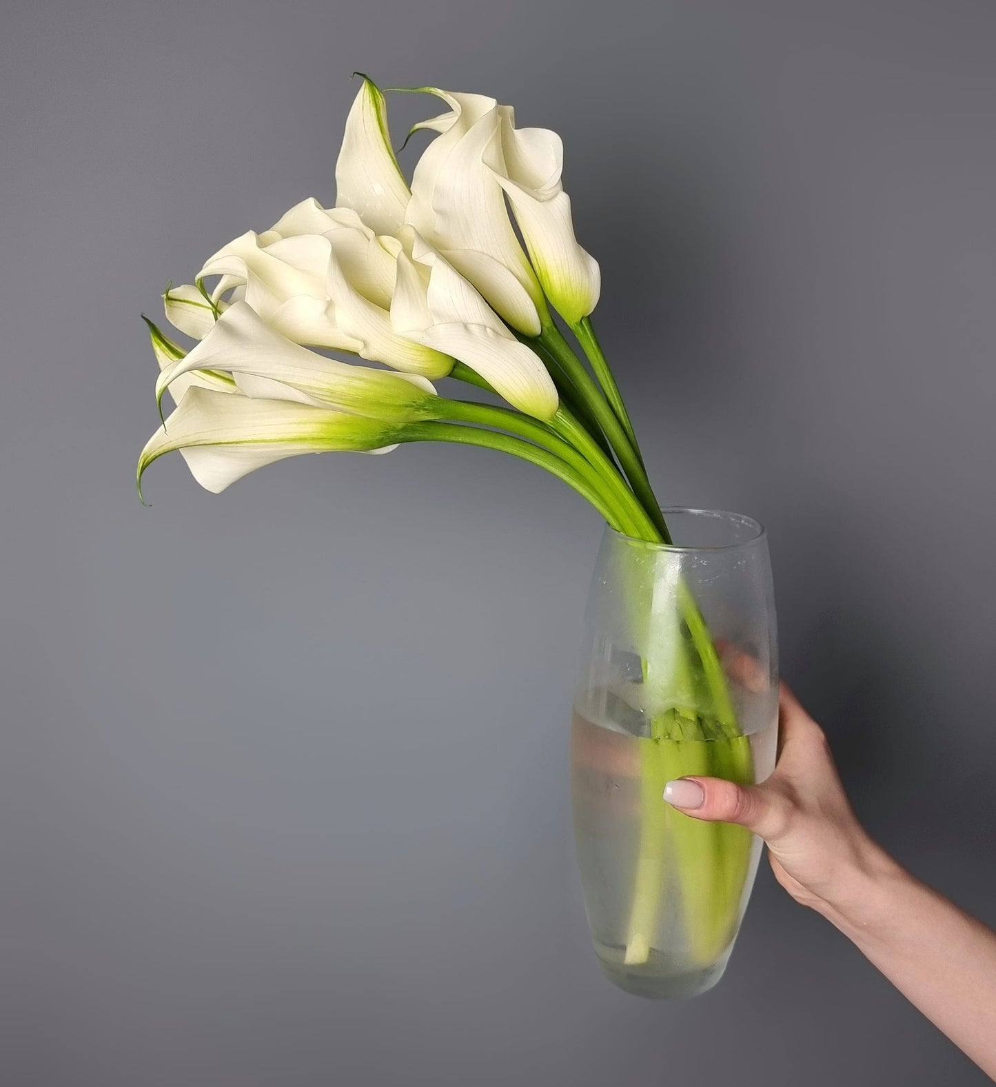 Calla Lily