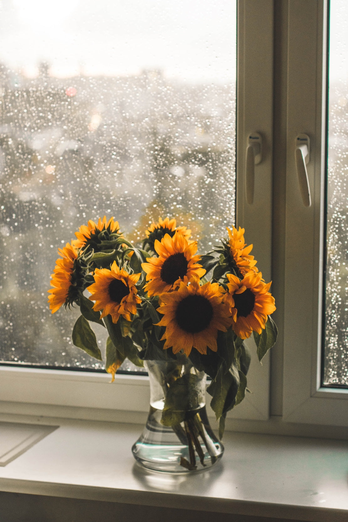 Radiant Sunflowers