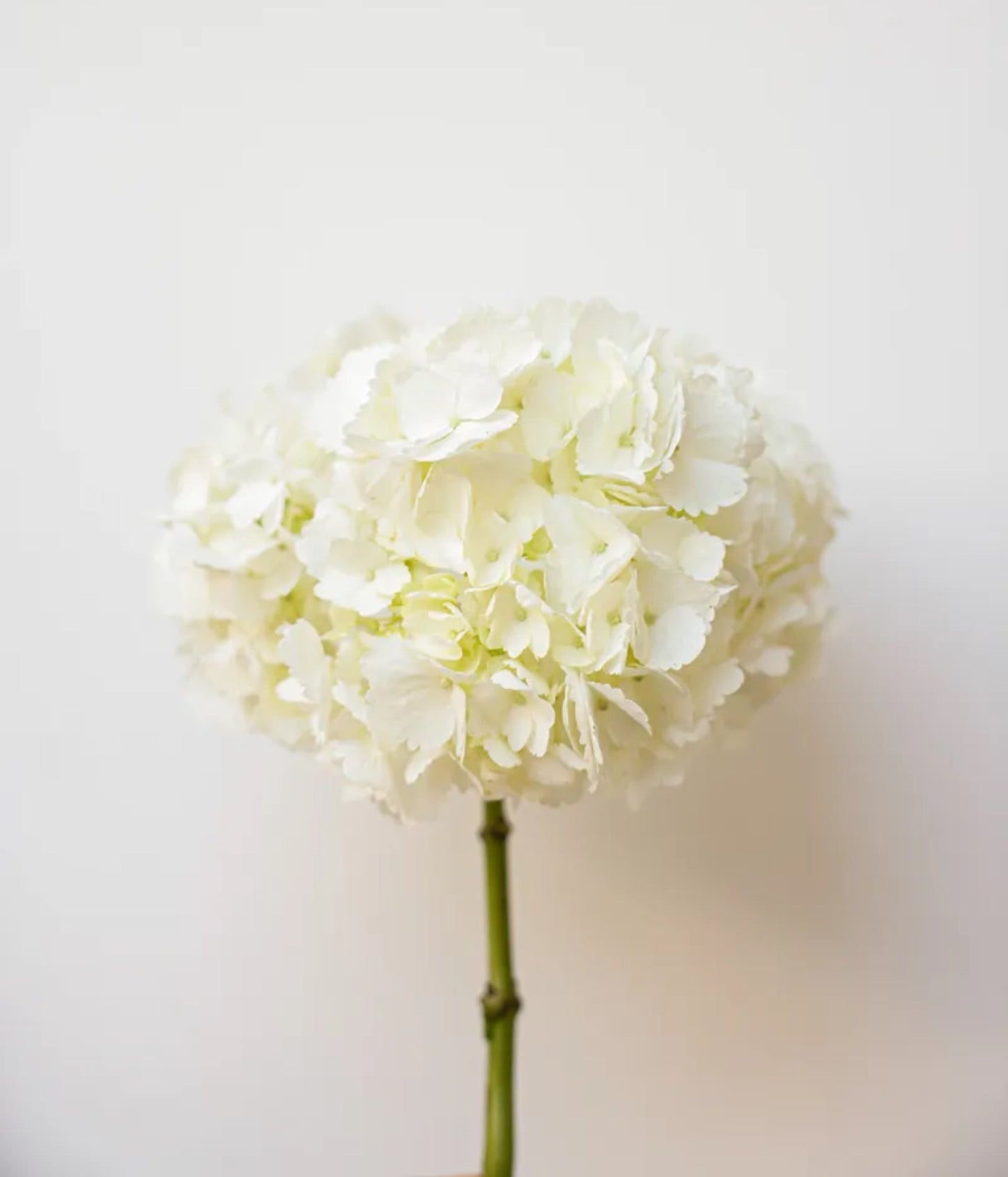 Hydrangeas