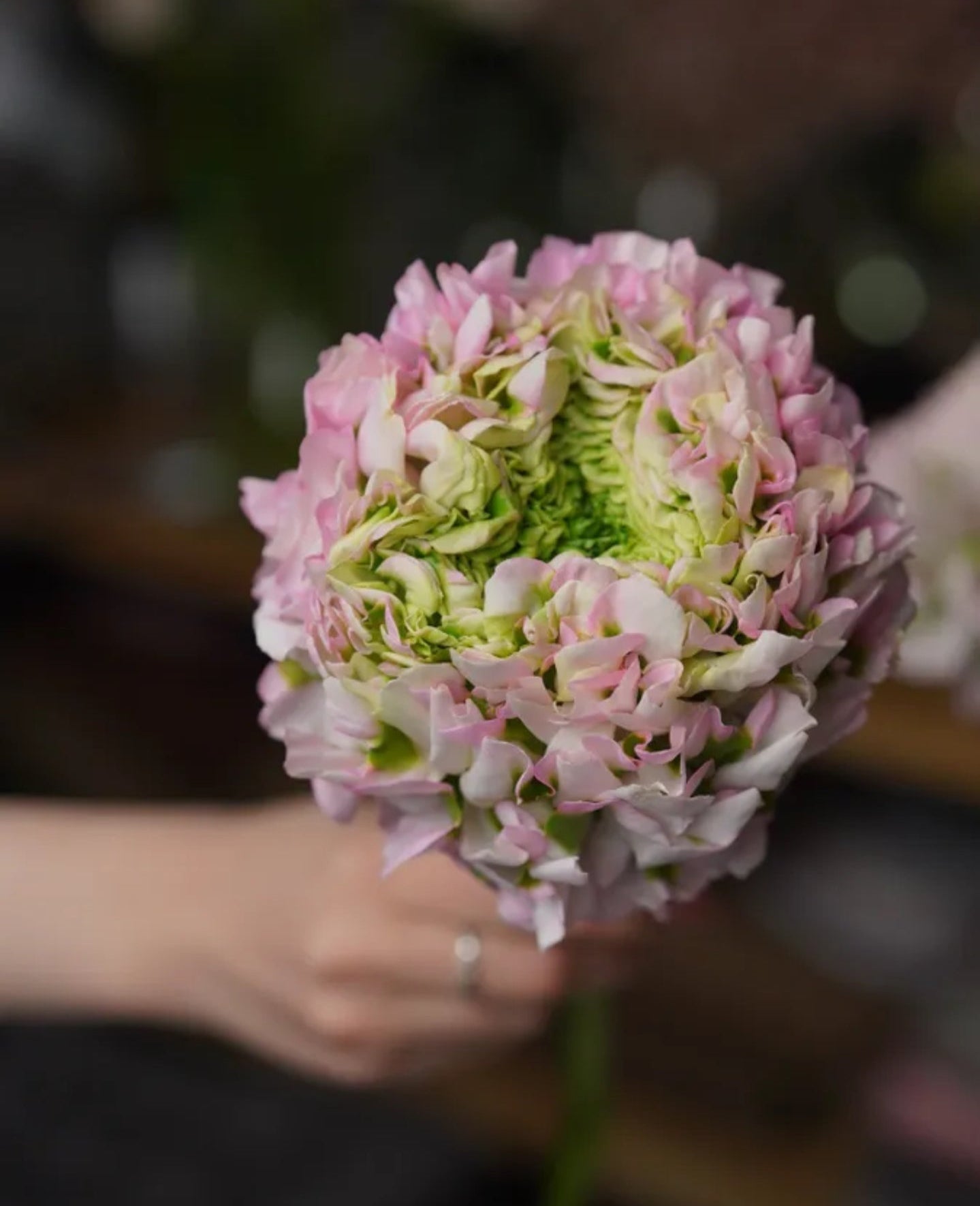 Hydrangeas