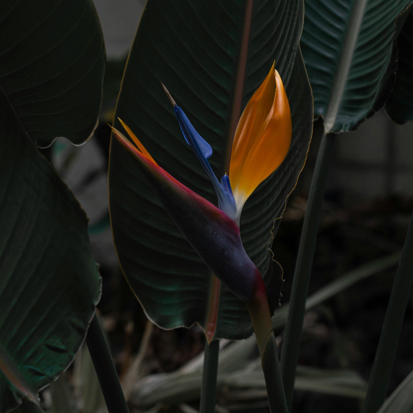 Bird Paradise