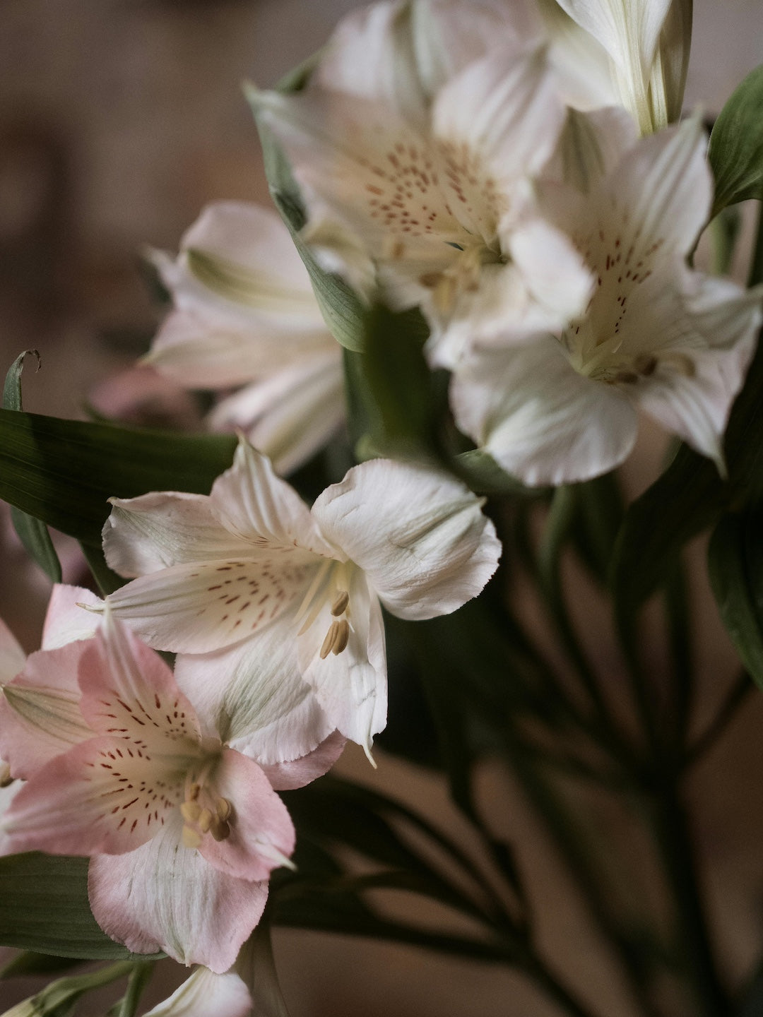 Alstroemeria