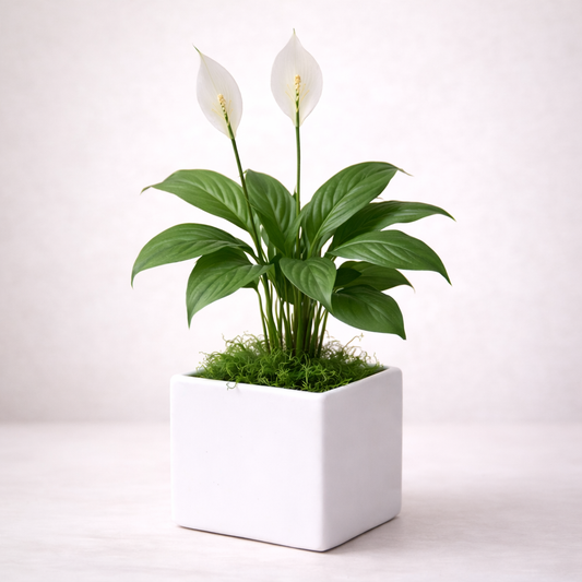 Spathiphyllum (Cuna De Moisés)
