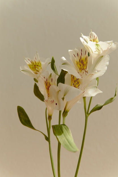 ALSTROEMERIA