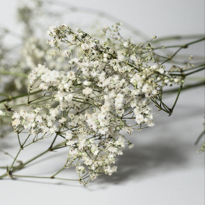 Baby's Breath