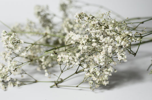 WHIMSICAL BABY'S BREATH