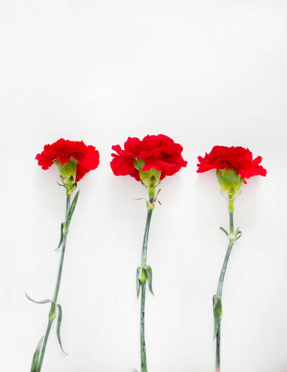 CLASSIC CARNATIONS