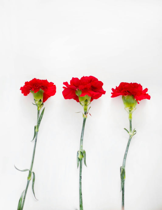 CLASSIC CARNATIONS