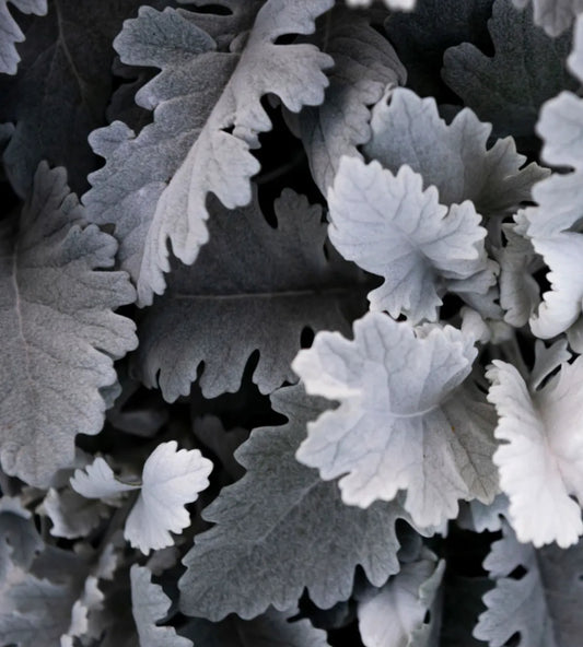 DUSTY MILLER FOLIAGE