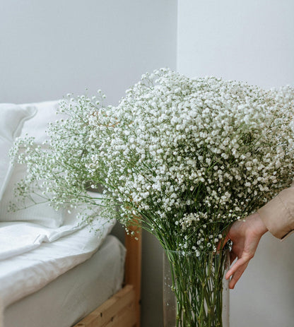Baby's Breath