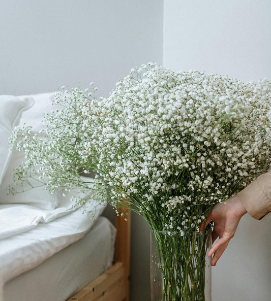Baby's Breath