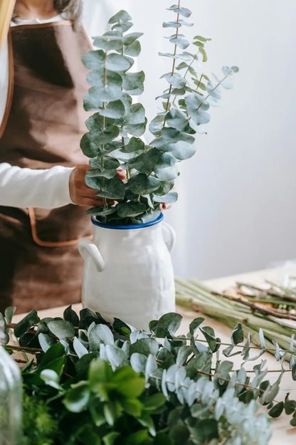 EUCALYPTUS 'BABY BLUE'