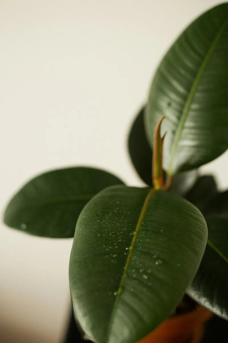 TIMELESS GREENERY - FICUS