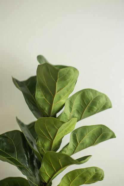 TIMELESS GREENERY - FICUS