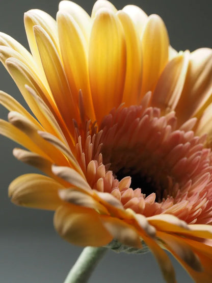 VIBRANT GERBER DAISY