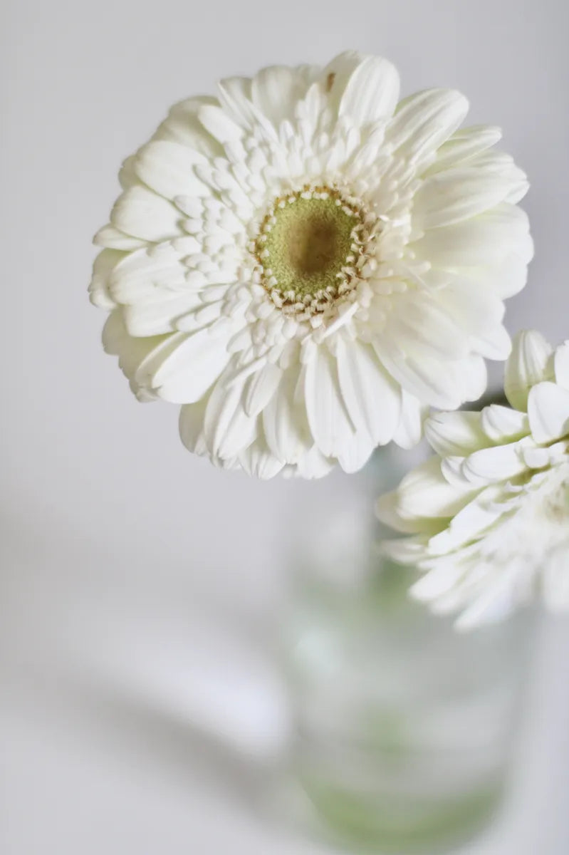 VIBRANT GERBER DAISY