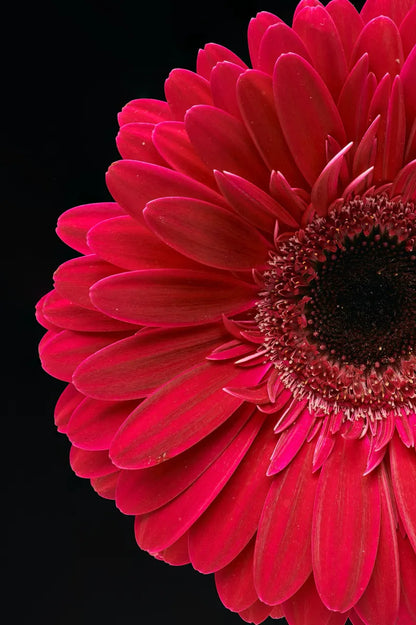 VIBRANT GERBER DAISY