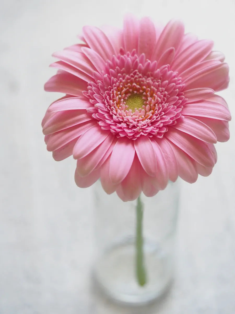 VIBRANT GERBER DAISY