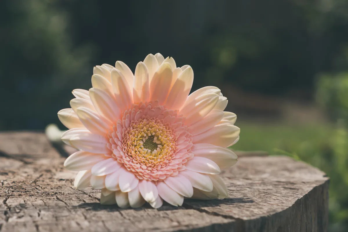 VIBRANT GERBER DAISY