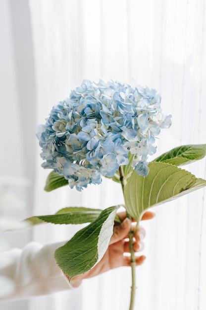 HEAVENLY HYDRANGEA HARMONY