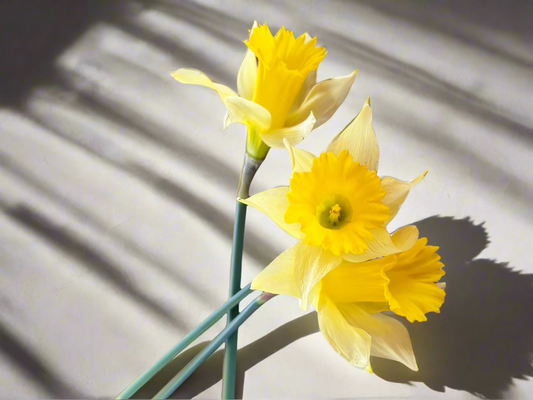 Daffodil Narciso