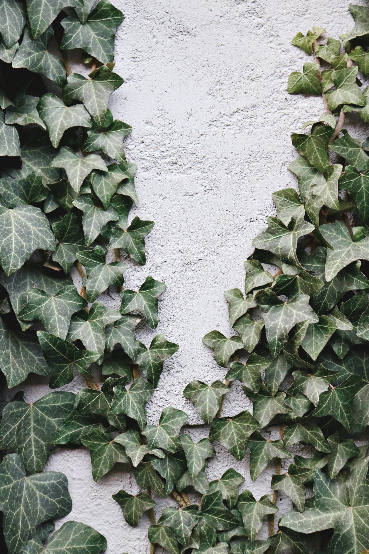 IVY LEAVES