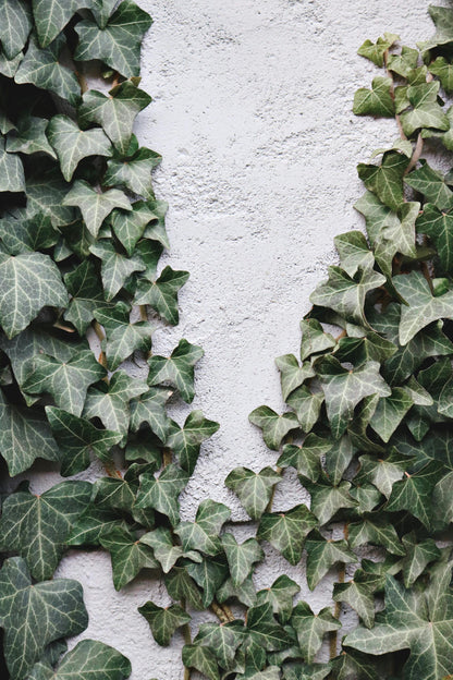 IVY LEAVES