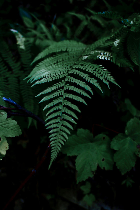 LEATHER FERN GREENERY