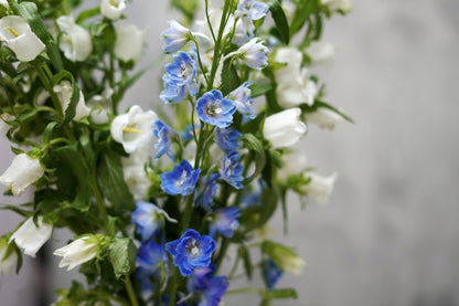 MAJESTIC DELPHINIUM BLOSSOMS