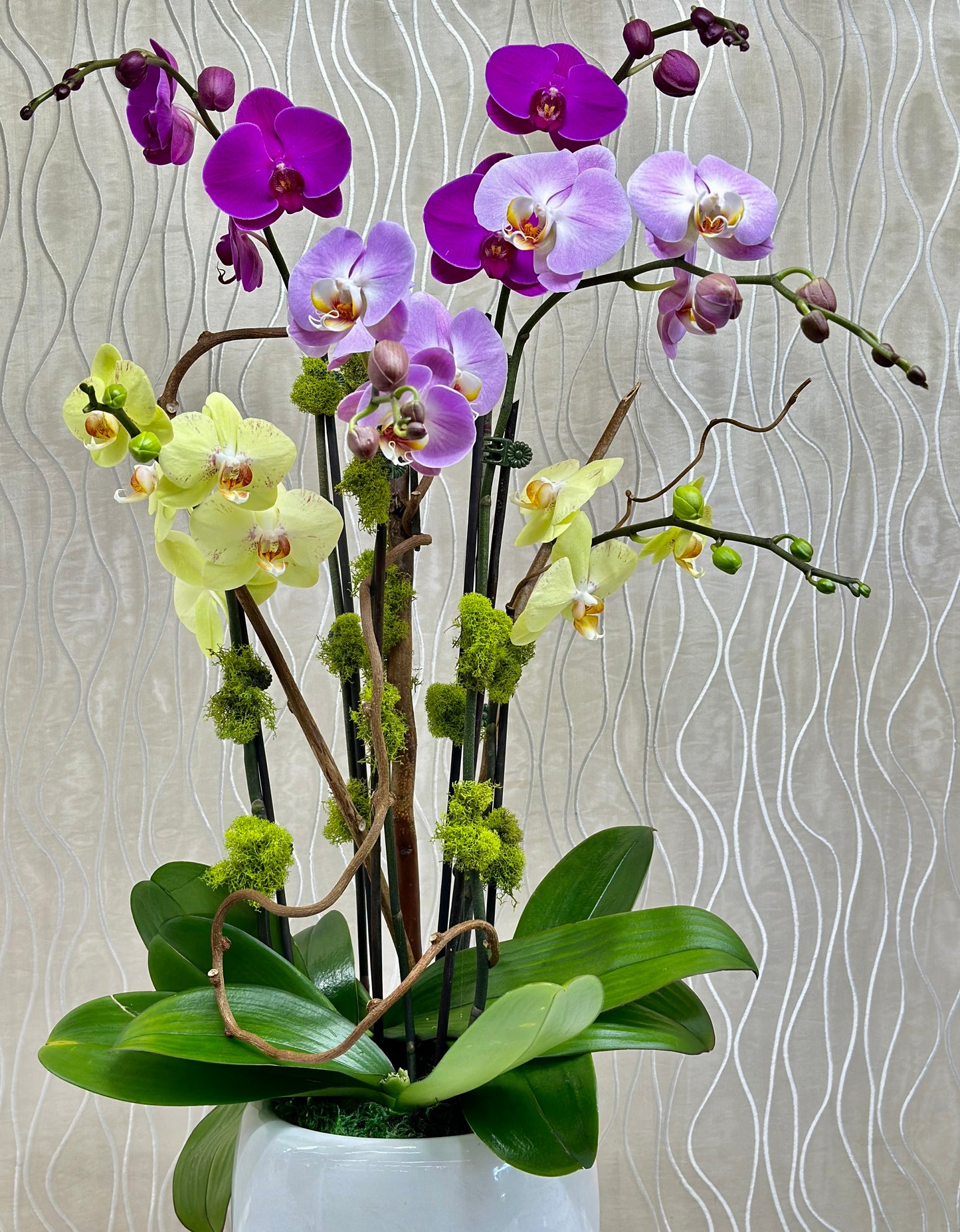 OVAL HARMONY ORCHID TRIO ENSEMBLE