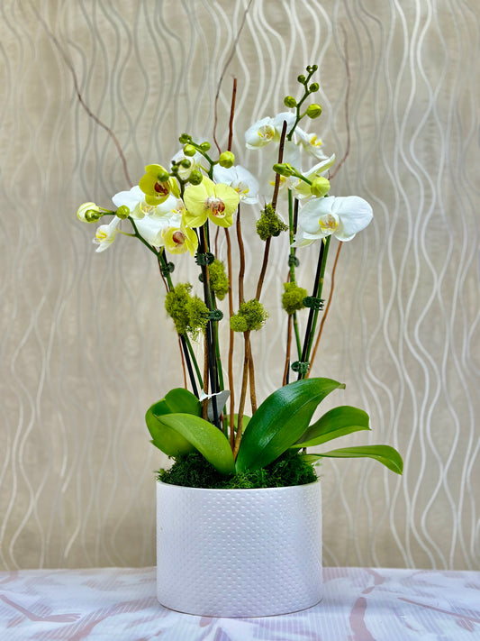 CYLINDRICAL ELEGANCE ORCHID