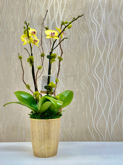 GOLDEN RADIANCE MINI YELLOW ORCHID ENSEMBLE