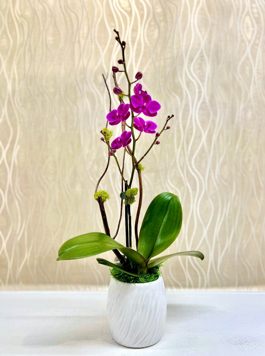 PETITE PURPLE ORCHID