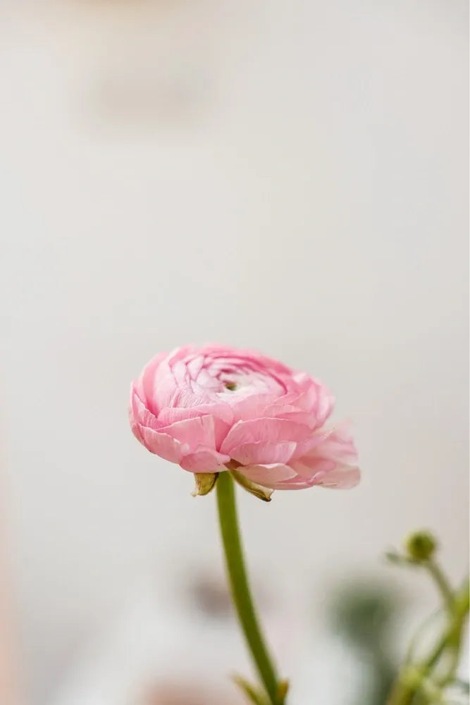 RADIANT RANUNCULUS