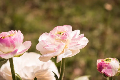 RADIANT RANUNCULUS