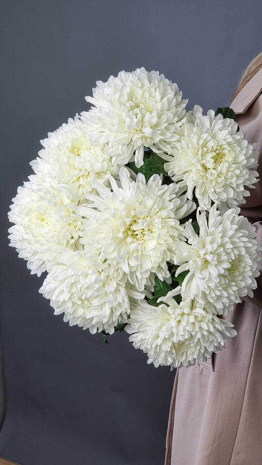 ROYAL CHRYSANTHEMUM ELEGANCE