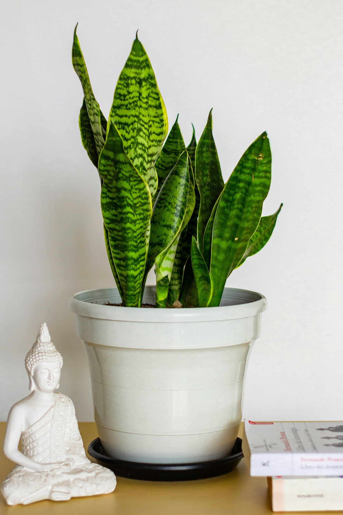 EVERGREEN ELEGANCE - SANSEVIERIA